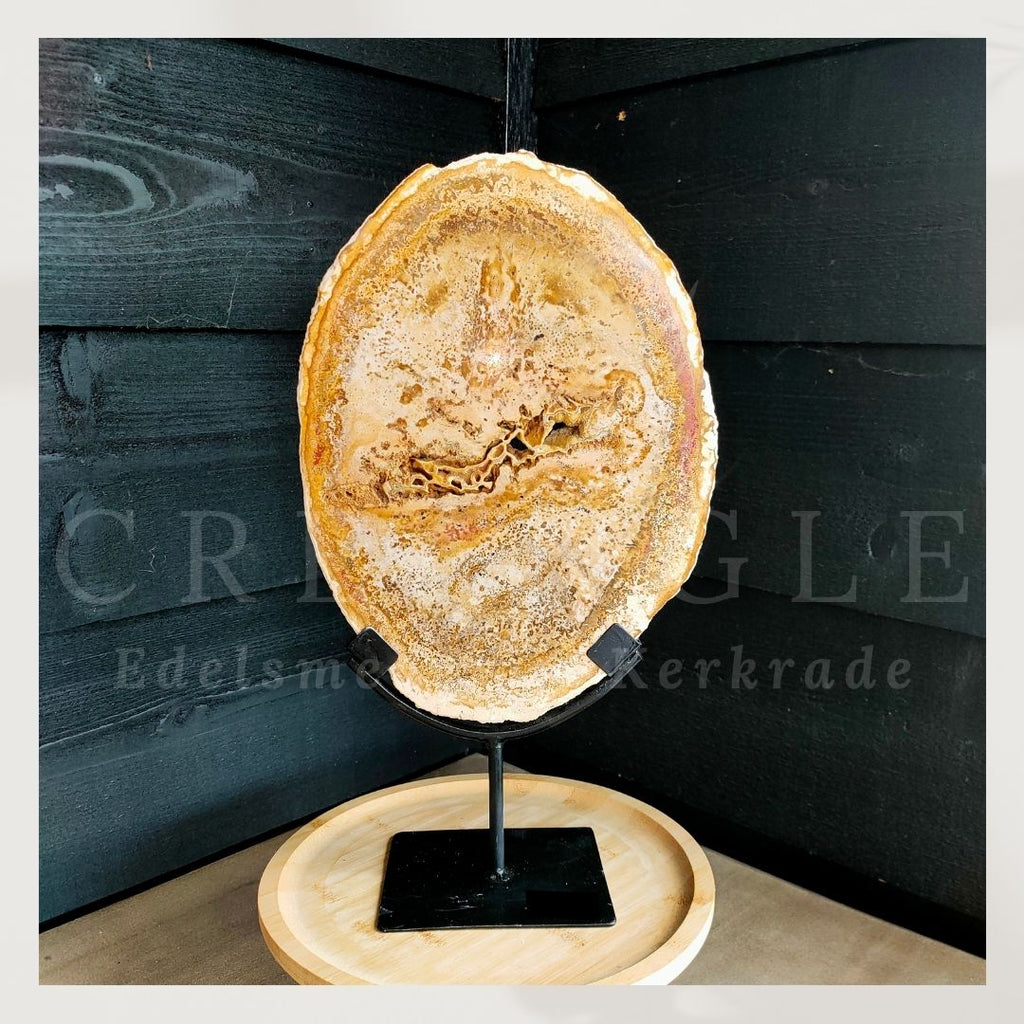 Versteende palmwortel op standaard