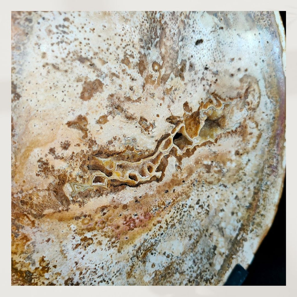 Versteende palmwortel op standaard