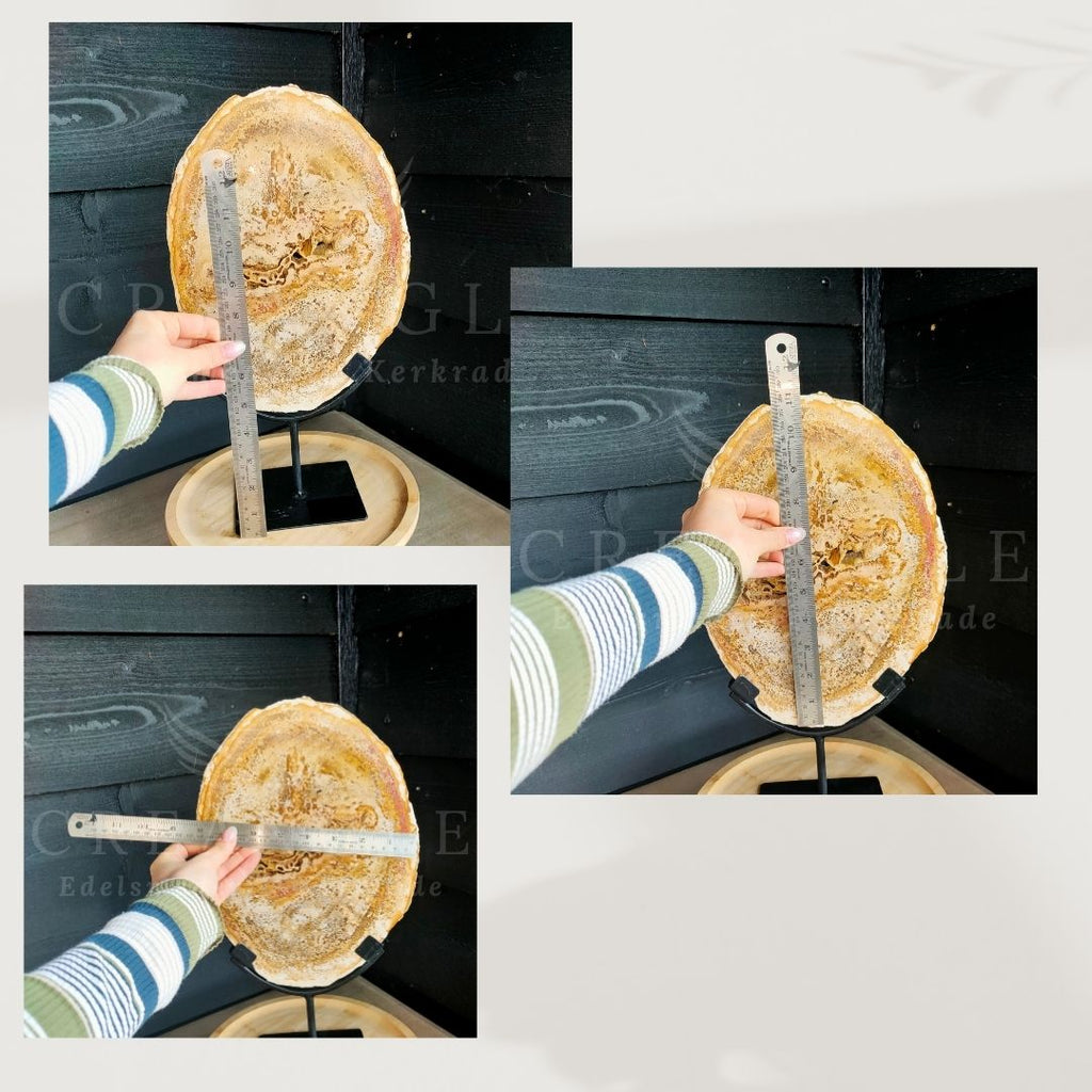 Versteende palmwortel op standaard