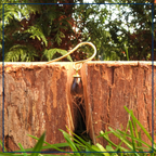 Grounded Energy - Oorhangers Rookkwarts